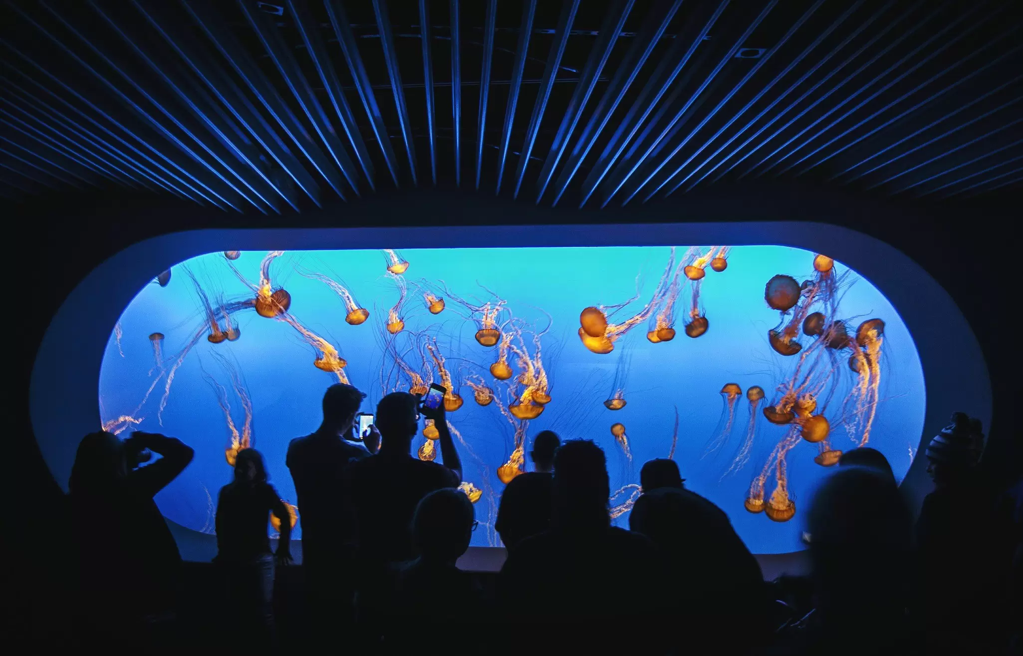People looking at jellyfish at Monterey Bay Aquarium, Monterey, California.