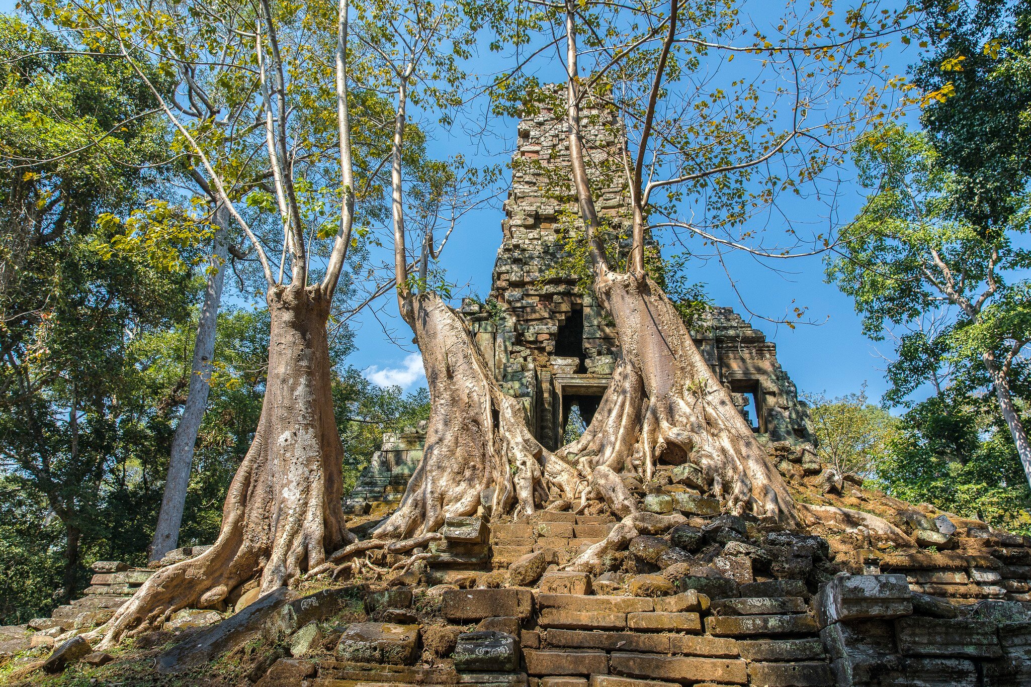 Ancient Preah Palilay temple in Angkor Thom and huge Banyan trees. Angkor, Cambodia.