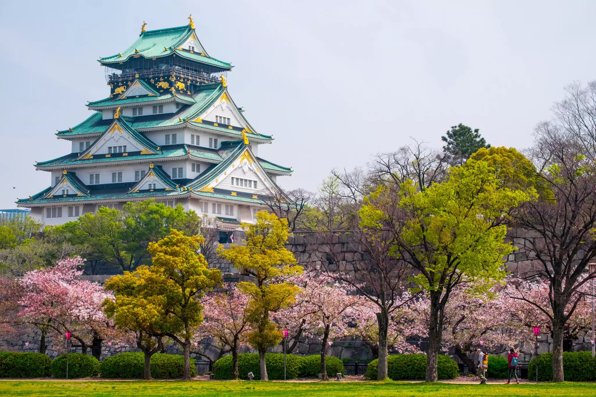 A large tiered castle with green roofs in a park full of pink cherry blossom.