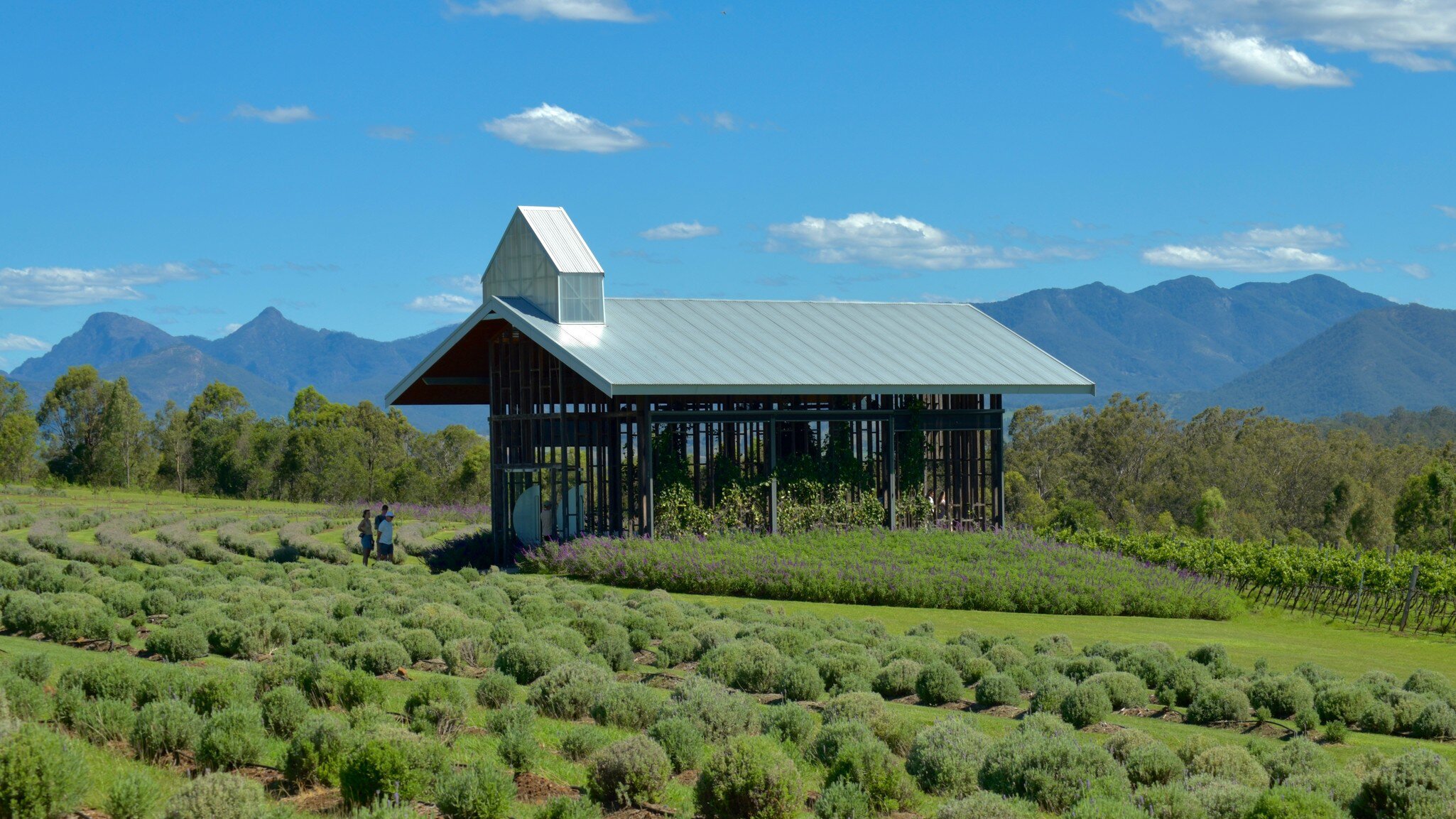 Kooroomba Vineyards and Lavender Farm, Mount Alford, Brisbane, Australia. 