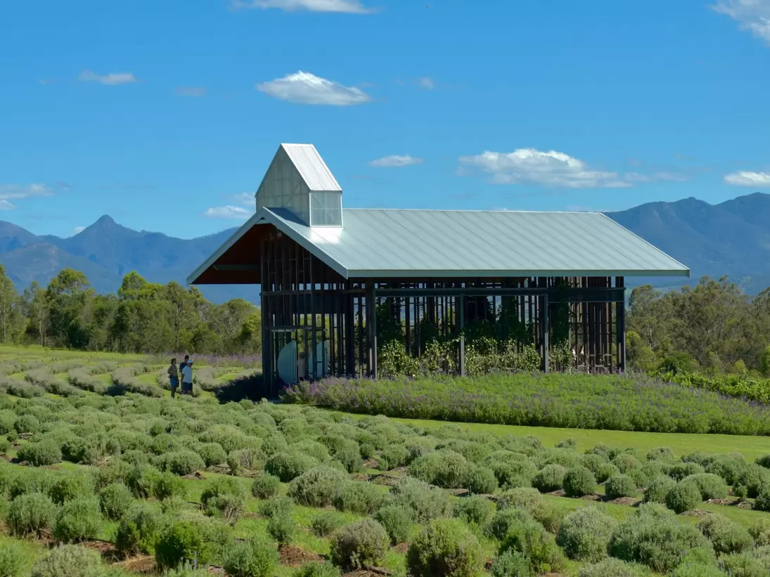 Kooroomba Vineyards and Lavender Farm, Mount Alford, Brisbane, Australia. 
