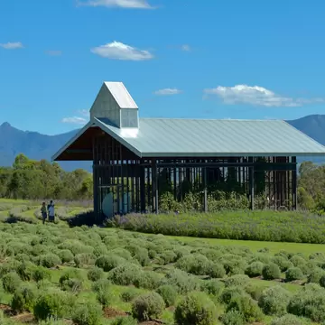 Kooroomba Vineyards and Lavender Farm, Mount Alford, Brisbane, Australia. 