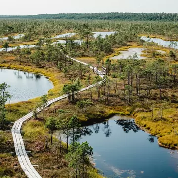 Narrow wooden plank path curving through golden grasses, stunted pines and dark pools stretching to a forest line