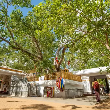 Jaya Sri Maha Bodhi the oldest living human-planted tree in the world with a known planting date in ancient city of Anuradhapura, Sri Lanka. Now is the sacred relics of the Buddhists over the world.