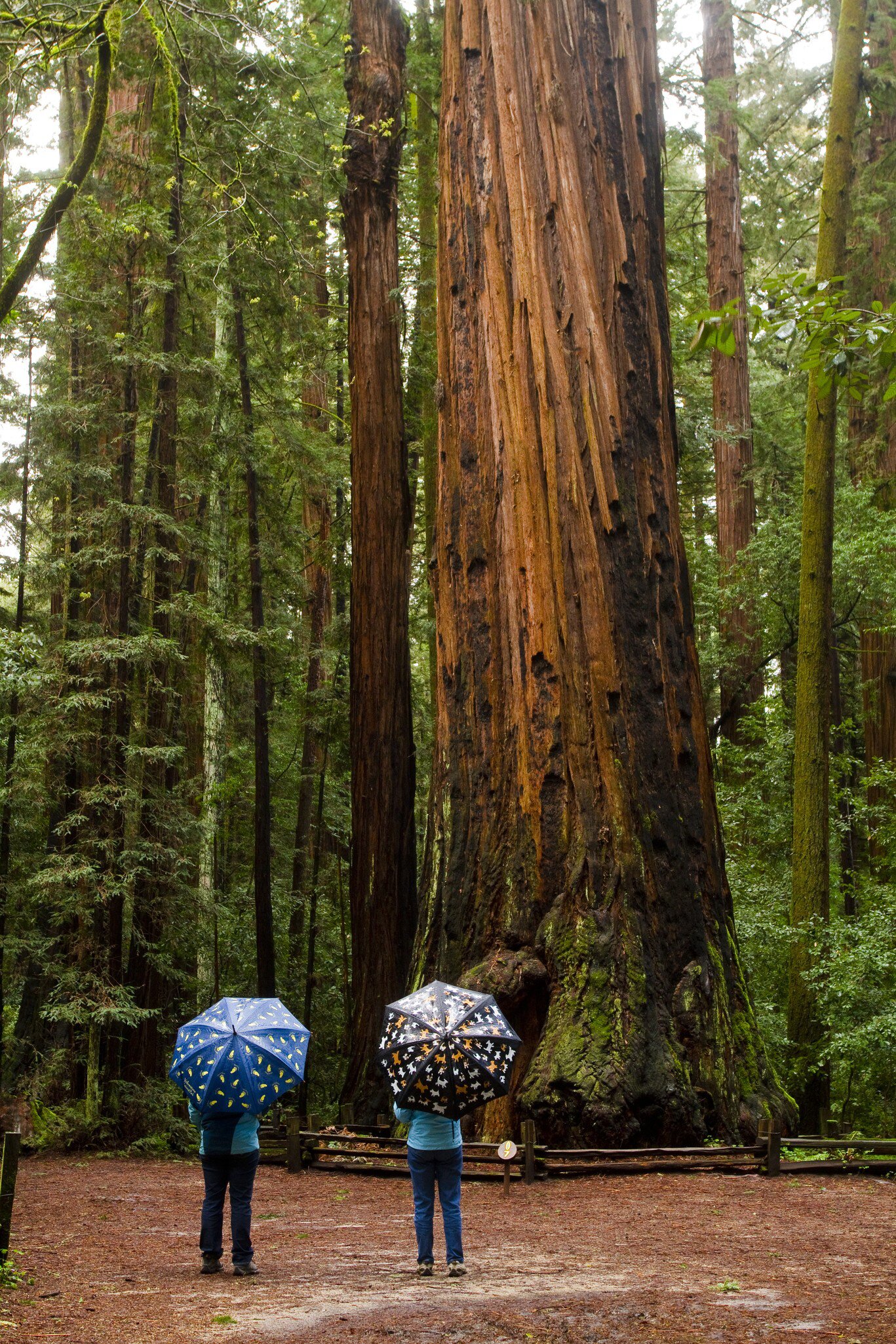 Redwood Trees Henry Cowell Sate Park.