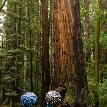 Redwood Trees Henry Cowell Sate Park.