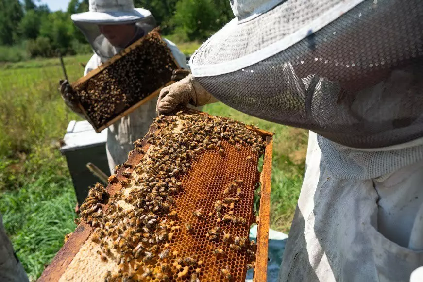 Two beekeepers in full beekeeping suits hold slatted beehive racks covered in bees on a sunny day.