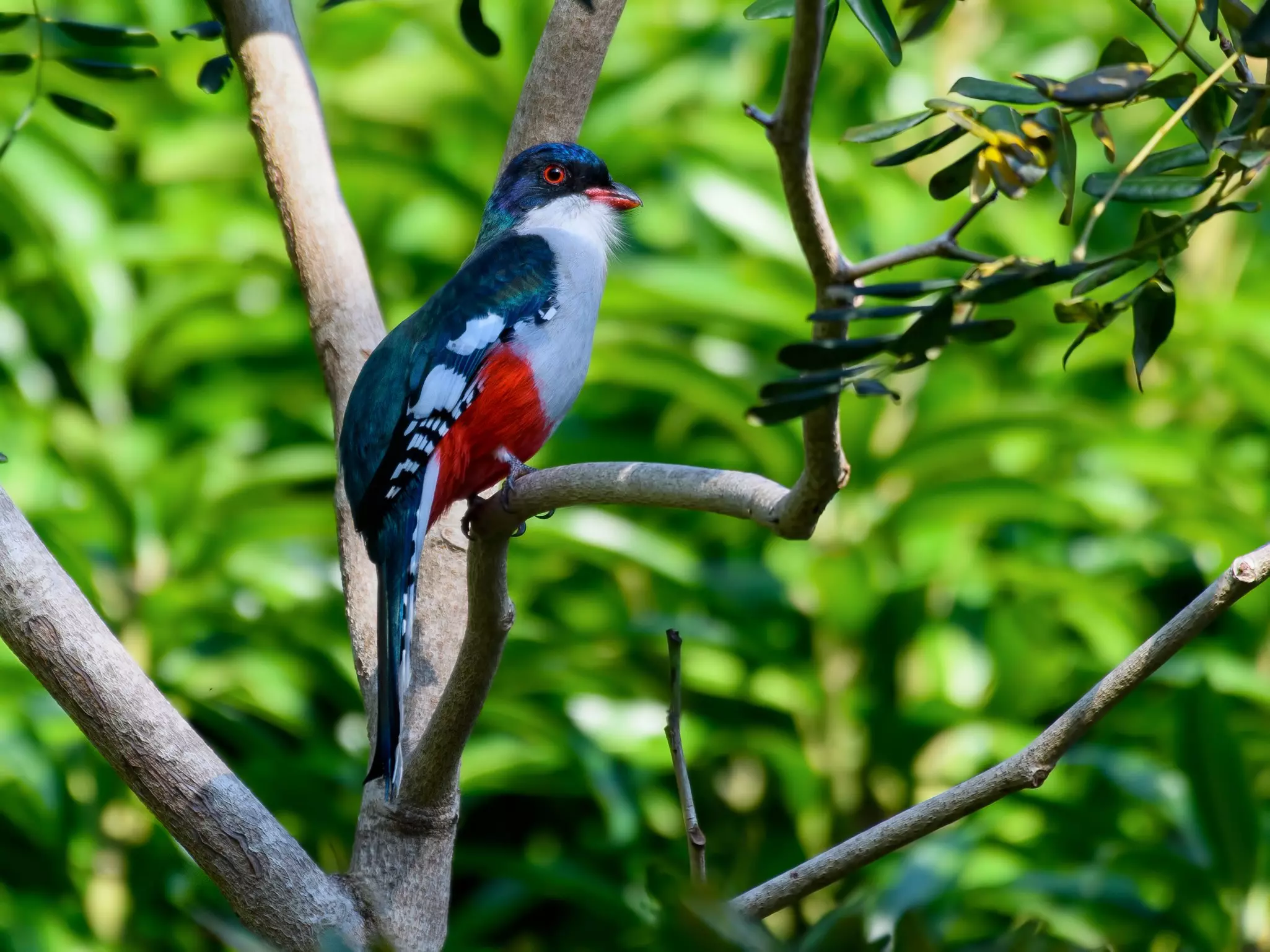 Cuban Trogon Portrait on a tree branch in dappled sunshine