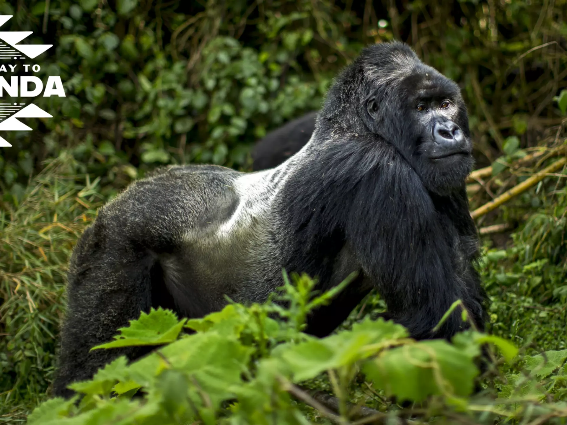 © Image courtesy of visit Rwanda; Illustration by Dustin Johnson / Lonely Planet