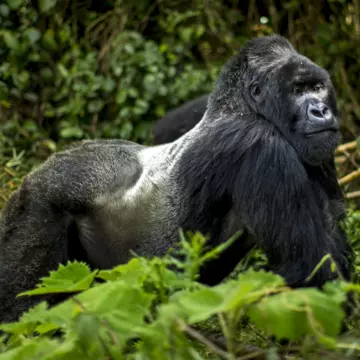 © Image courtesy of visit Rwanda; Illustration by Dustin Johnson / Lonely Planet