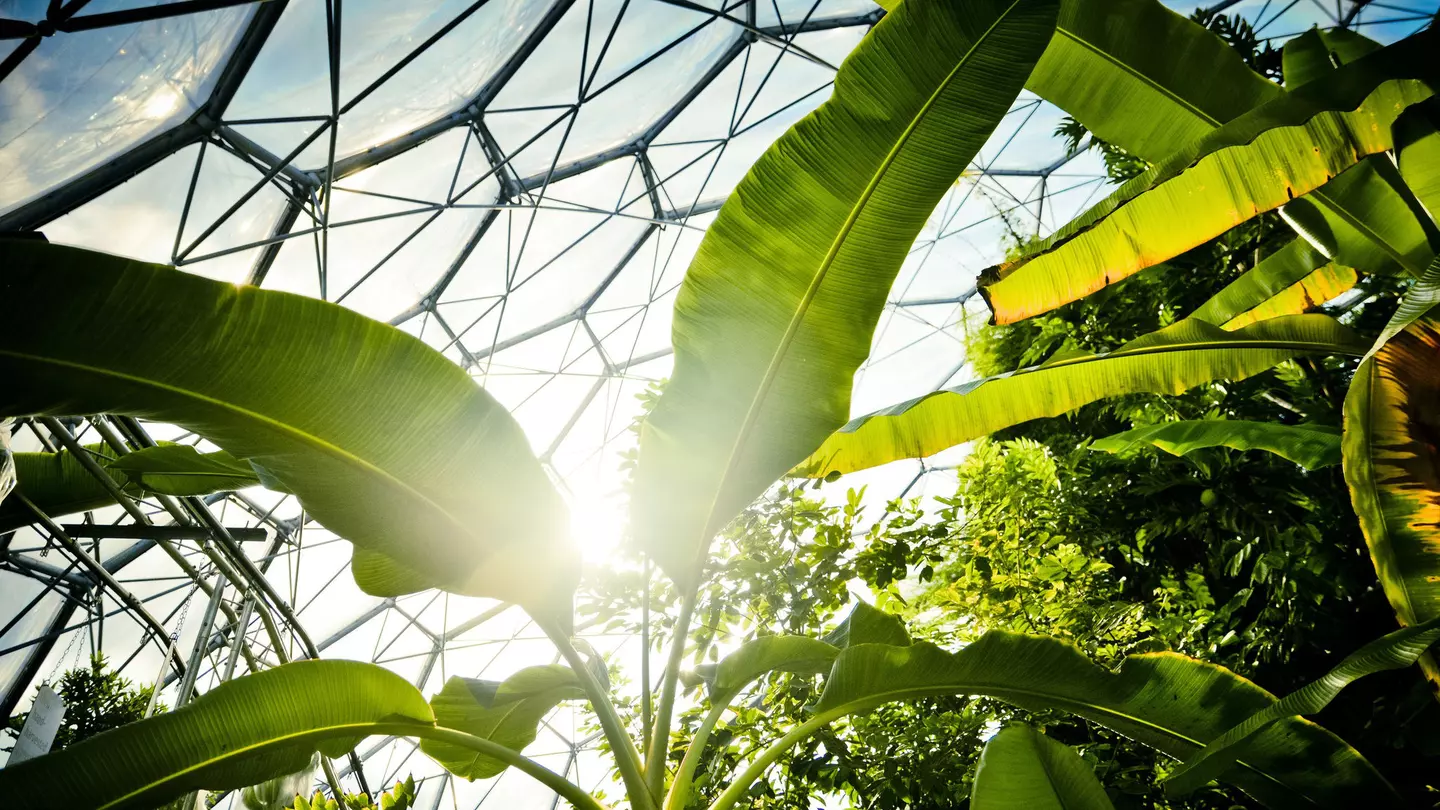 Huge, bright-green leaves and plant foliage reach up towards the geodesic glass roof at the Eden Project.