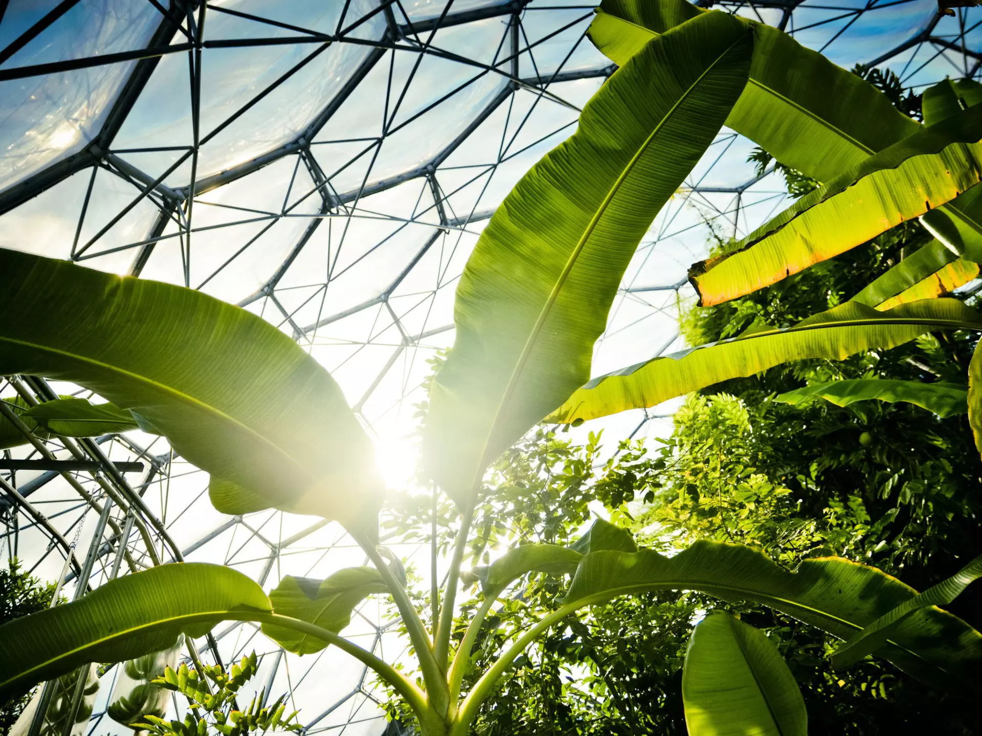 The biodomes of the Eden Project