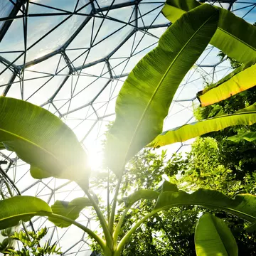 Huge, bright-green leaves and plant foliage reach up towards the geodesic glass roof at the Eden Project.