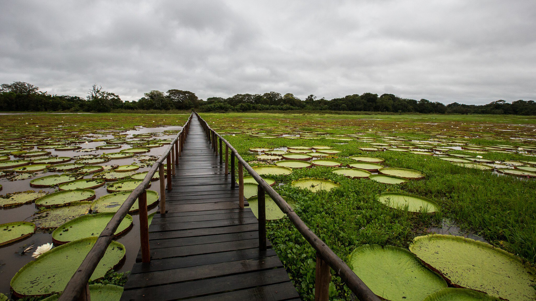 Jetty on lake covered with water lilies, Pantanal.