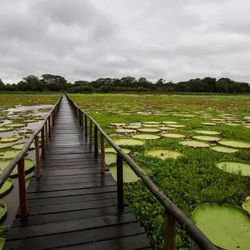 Jetty on lake covered with water lilies, Pantanal.