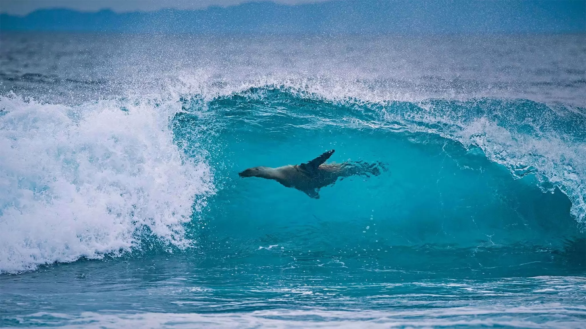 A sea lion off the shore of Isla Fernandina in the Galápagos, Ecuador. Animalgraphy/Shutterstock