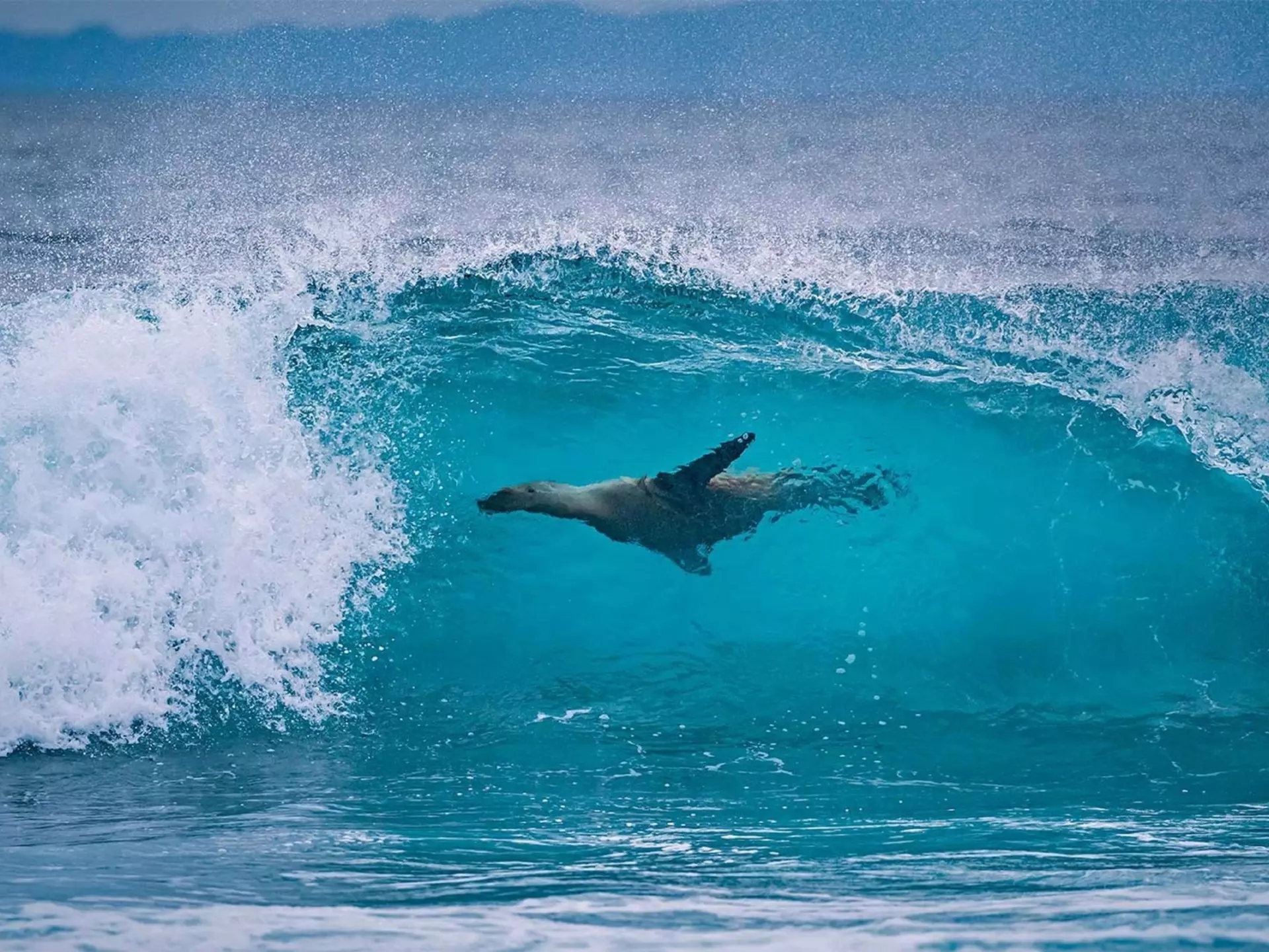 A sea lion off the shore of Isla Fernandina in the Galápagos, Ecuador. Animalgraphy/Shutterstock