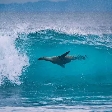 A sea lion off the shore of Isla Fernandina in the Galápagos, Ecuador. Animalgraphy/Shutterstock