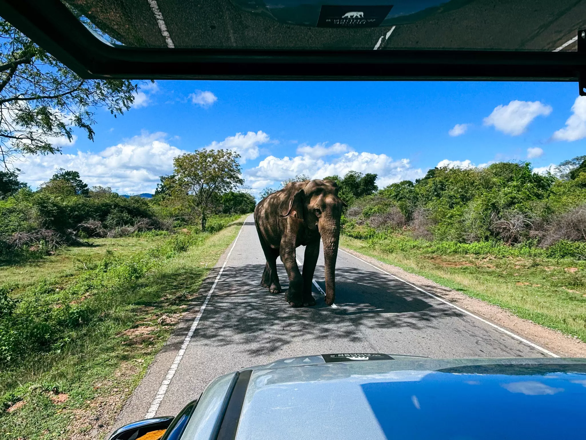 An elephant crosses the road in front of a safari truck in Yala National Park, Sri Lanka.