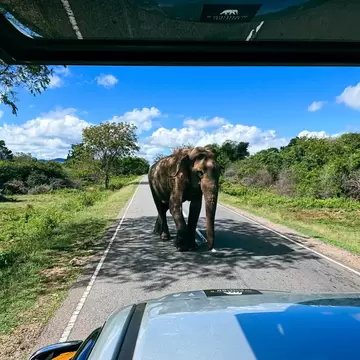 An elephant crosses the road in front of a safari truck in Yala National Park, Sri Lanka.
