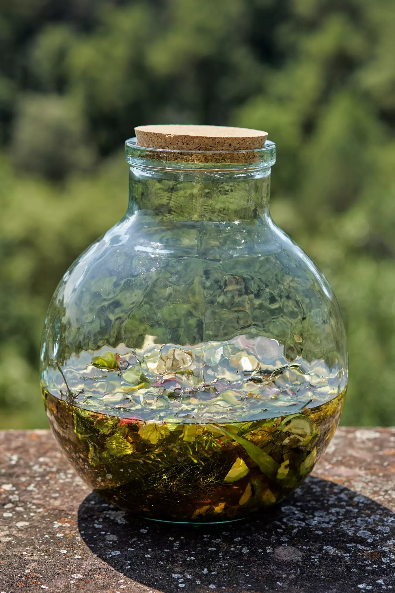 A jar of Ratafia or Ratafee - an aperitif and digestive sweet liqueur. This spirit or liquor is a typical drink of Olot (Garrotxa / Garrocha), Catalonia, Spain.