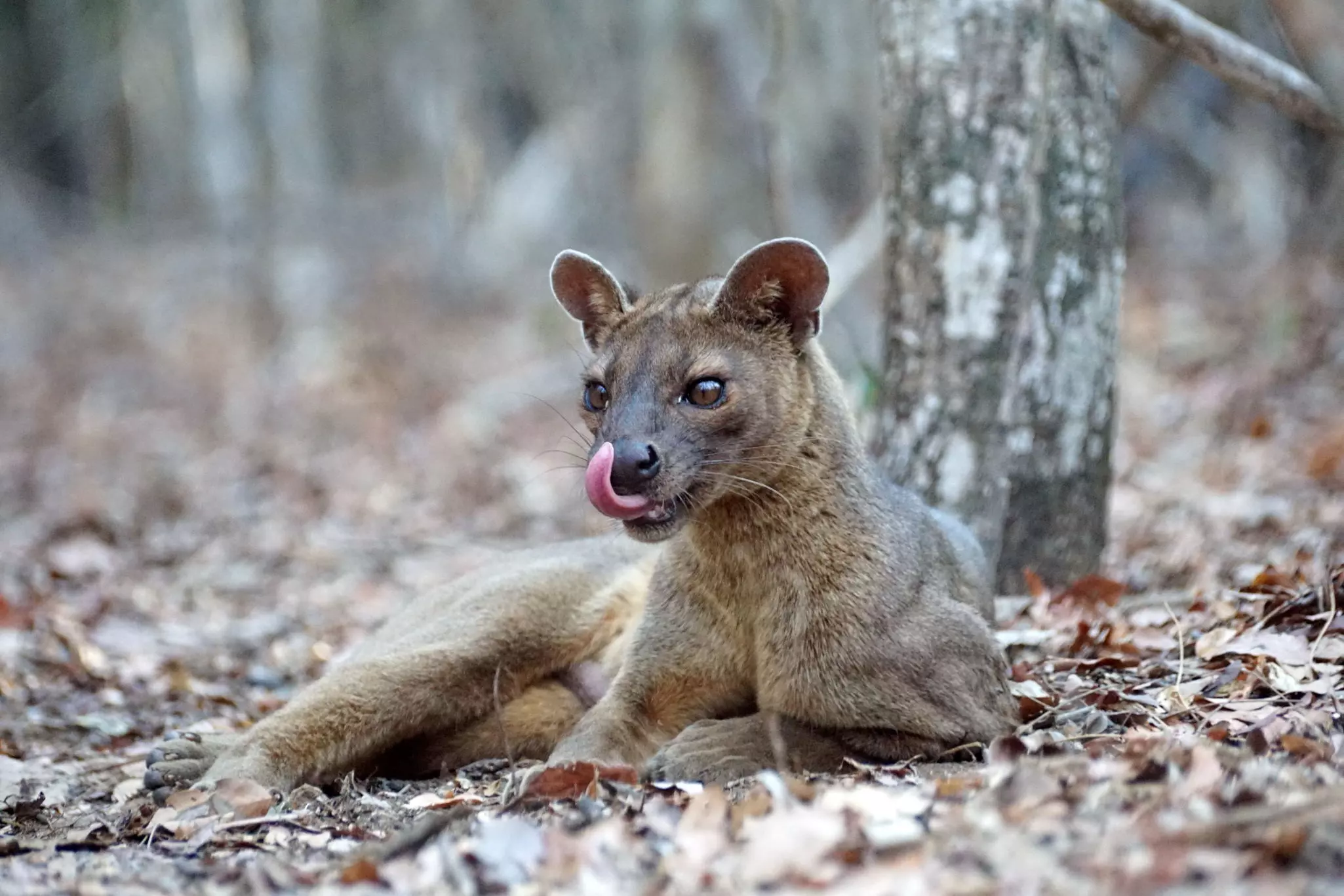 A furry brown fossa (Cryptoprocta ferox) lies on the ground in the and licks its lips