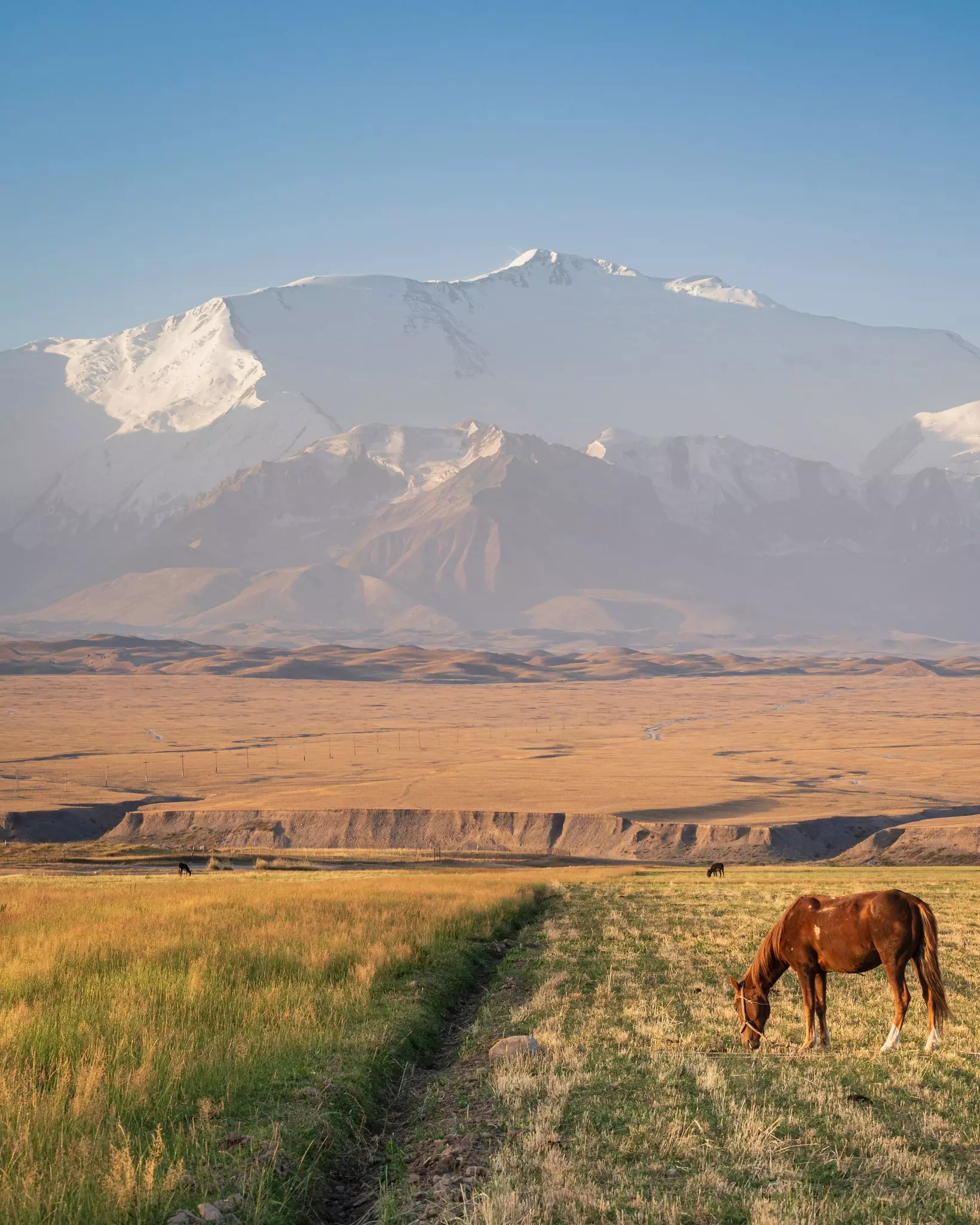 Colorful vertical rural landscape in Alay valley of snowcapped Lenin peak in Trans Alay mountain range at dawn with grazing horse, Sary Mogol, Kyrgyzstan