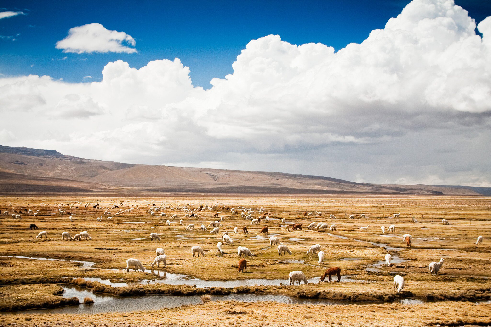 Alpaca flock, Reserva Nacional Salinas y Aguada Blanca, Peru.
Horizontal Outdoors The Americas Grazing Peru White Color Sheep South Field Alpaca Grass Arequipa Region Salinas - California Herd No People Photography Stealth Flock Of Sheep Chivay aguada