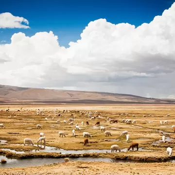 Alpaca flock, Reserva Nacional Salinas y Aguada Blanca, Peru.
Horizontal Outdoors The Americas Grazing Peru White Color Sheep South Field Alpaca Grass Arequipa Region Salinas - California Herd No People Photography Stealth Flock Of Sheep Chivay aguada
