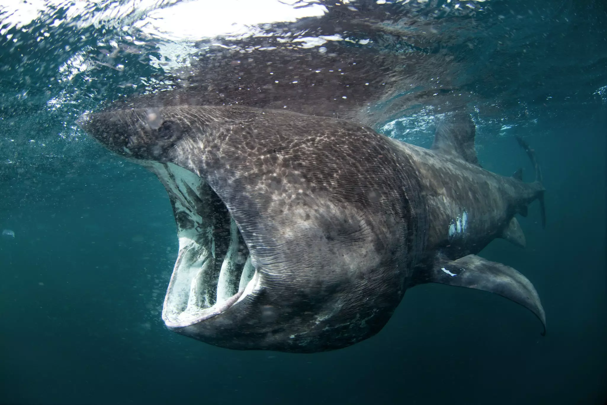 Basking shark (Cetorhinus maximus) in the waters off Coll Island, Scotland.