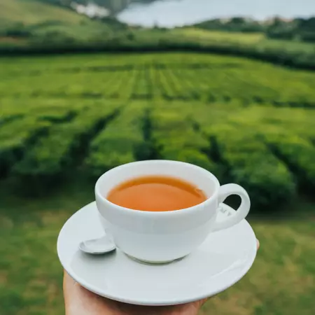 A hand holding a white cup of tea against rows of tea plants.