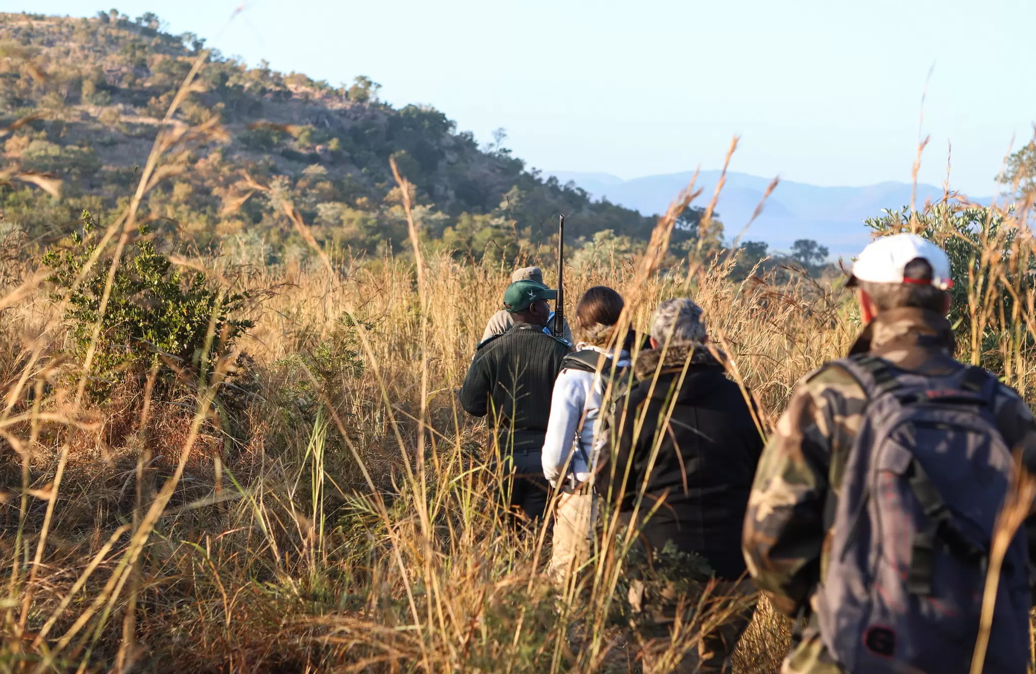 A group of four people led by a ranger walk through dense grassland on a bush walk on safari in Kruger National Park, South Africa