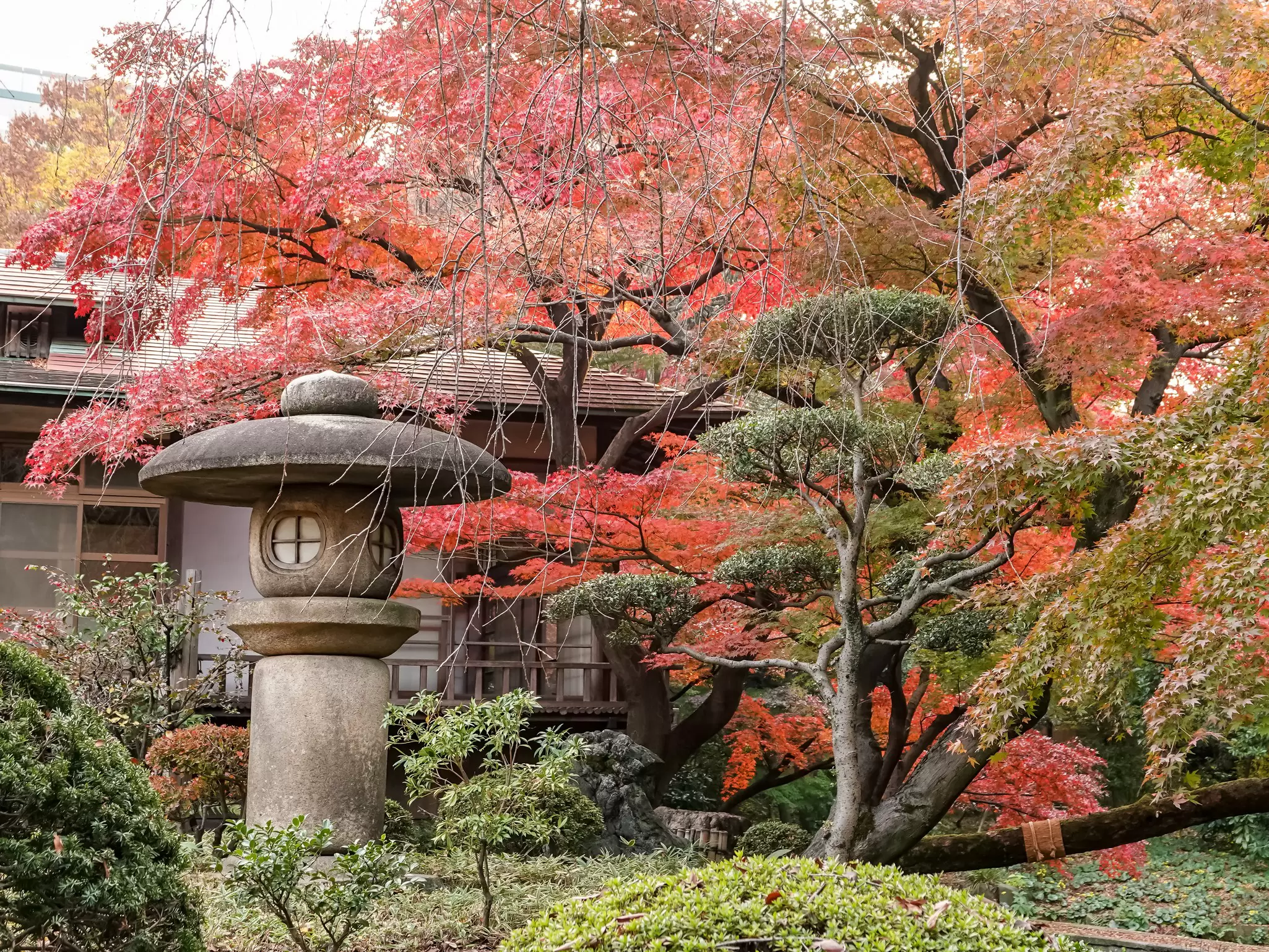 TOKYO,JAPAN-NOV 30: Koishikawa Korakuen Gardens facade on November 30,2018 in Tokyo, Japan.It is designed as the Special Place of Scenic Beauty in Tokyo, a garden full of Chinese tastes and flavor., License Type: media, Download Time: 2025-10-14T12:22:38.000Z, User: katelyn.perry_lonelyplanet, Editorial: true, purchase_order: 65050 - Digital Destinations and Articles, job: wip, client: wip, other: Katelyn Perry