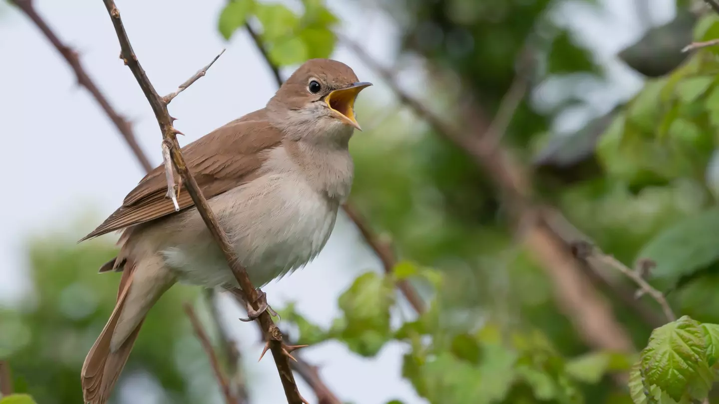 A close-up shot of a small bird with a brown back and lighter brown chest singing in a tree.