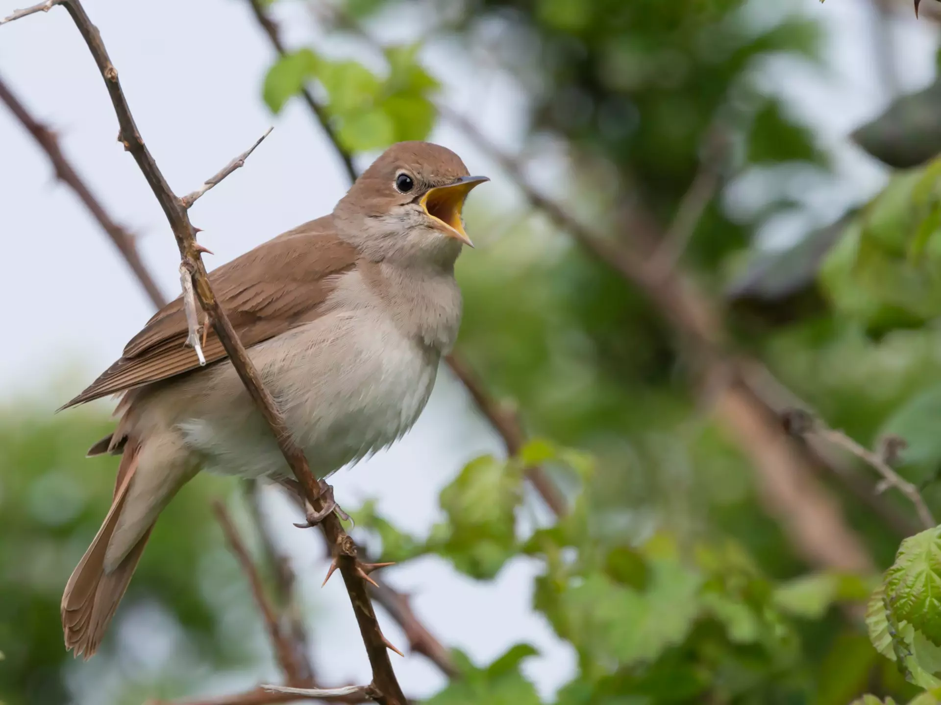 A close-up shot of a small bird with a brown back and lighter brown chest singing in a tree.