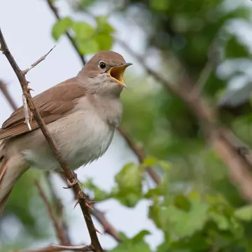 A close-up shot of a small bird with a brown back and lighter brown chest singing in a tree.