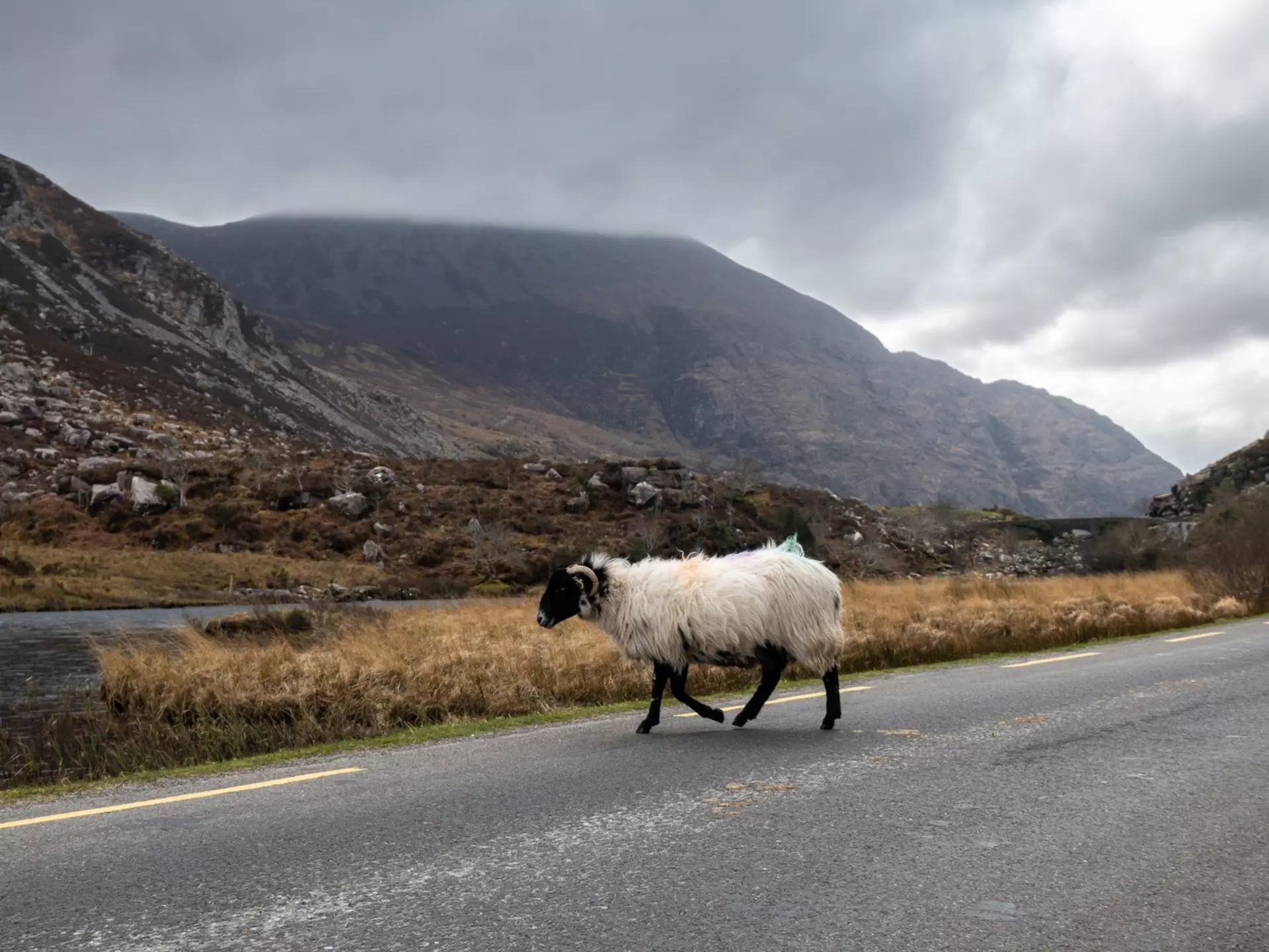 On Ireland’s winding country roads, expect to take it slow © Jade Prevost Manuel / Shutterstock