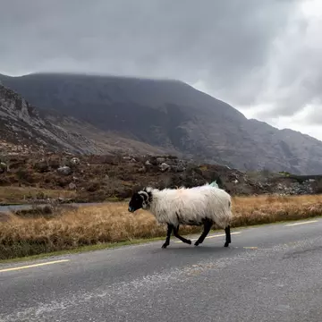 On Ireland’s winding country roads, expect to take it slow © Jade Prevost Manuel / Shutterstock