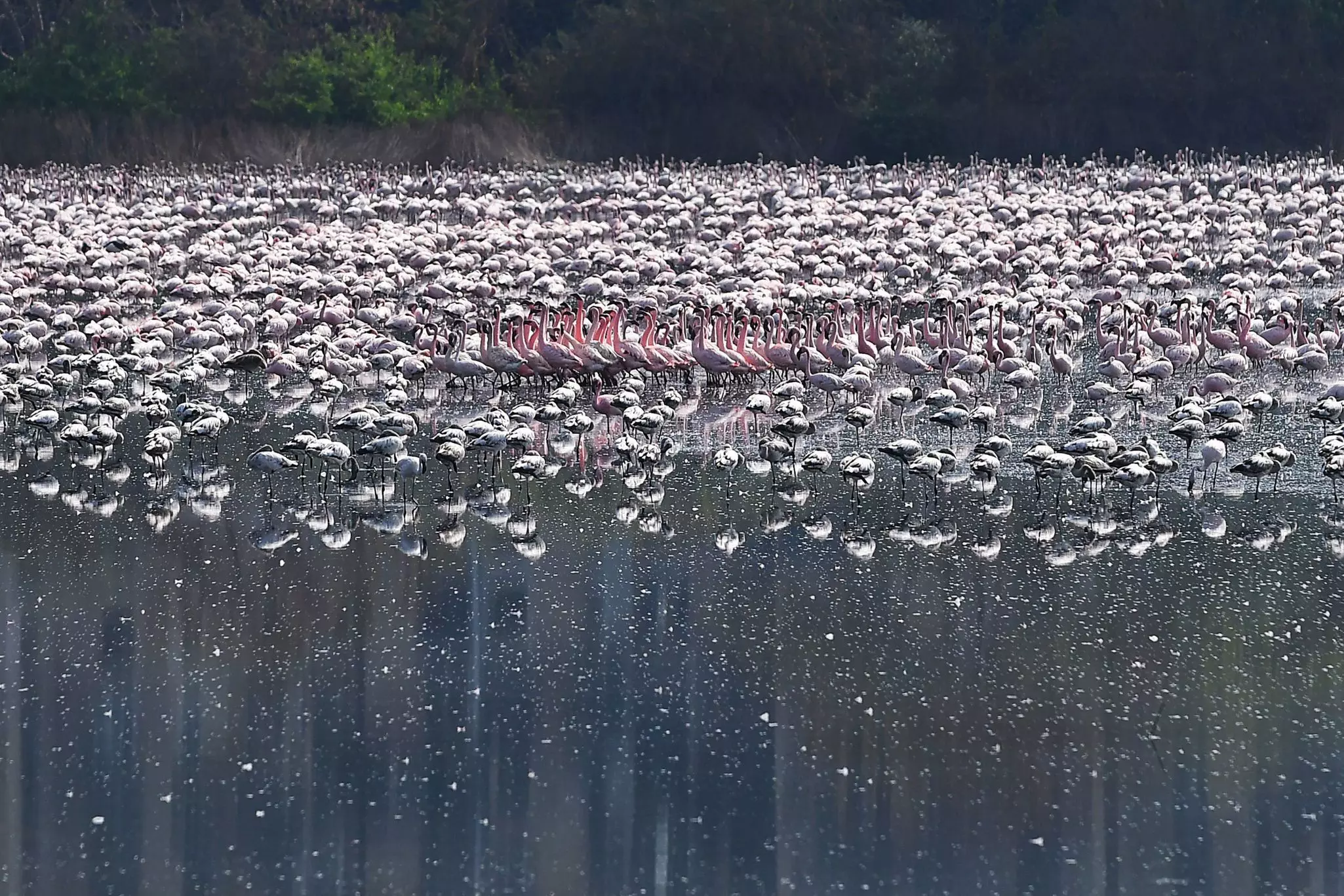 A flamboyance of flamingos in Navi Mumbai during April's lockdown ©Indranil Mukherjee/AFP/Getty Images