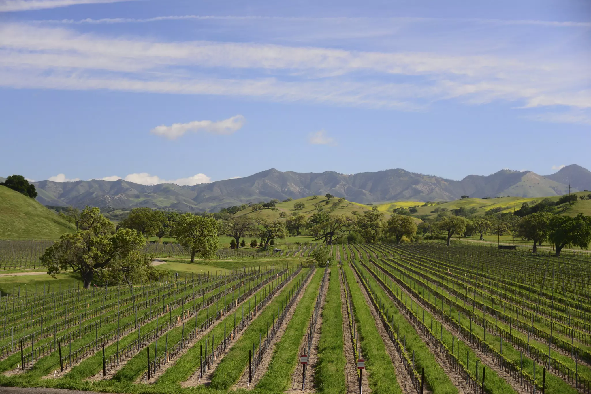 Santa Ynez vineyard