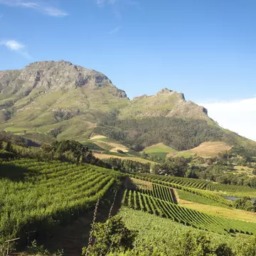 Panorama of a vineyard in the south of Franschhoek close to Cape Town. South Africa