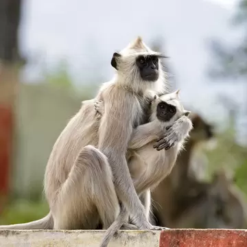 Gray Langur (Mother and Baby), Chinnar Wildlife Sanctuary, Kerala, India.