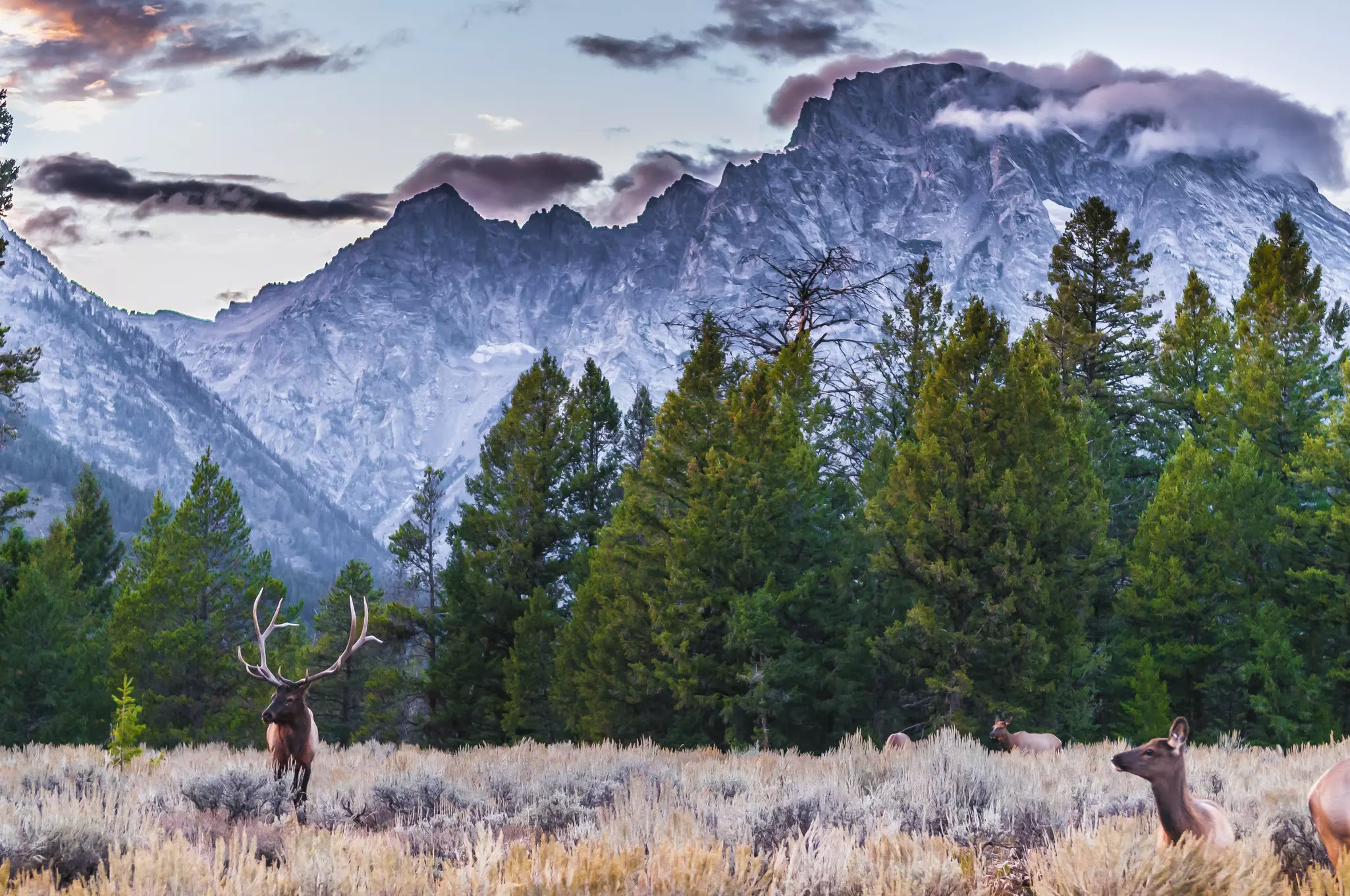 Adult Male Elk and his herd - Grand Tetons - stock photo,Elk (Cervus canadensis), Grand Teton National Park, Wyoming
187939449
Beautiful, Wilderness Area, Stag, Male Animal, Jackson Hole, Teton Range, Grand Teton, Backgrounds, Rocky Mountains, Large, Majestic, Awe, Brown, Wildlife, Nature, Wyoming, Antler, Animals In The Wild, Moose, Deer, Elk, Reindeer, Bull, Mammal, Animal, Mountain Range, Valley, Landscape, Grand Teton National Park, Yellowstone National Park, Park, national-park