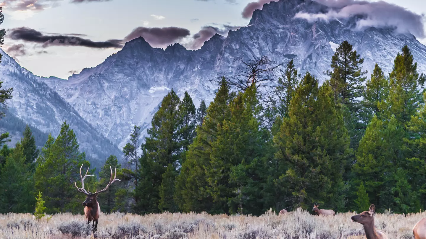 A herd of elk in a meadow below a snowy mountain peak