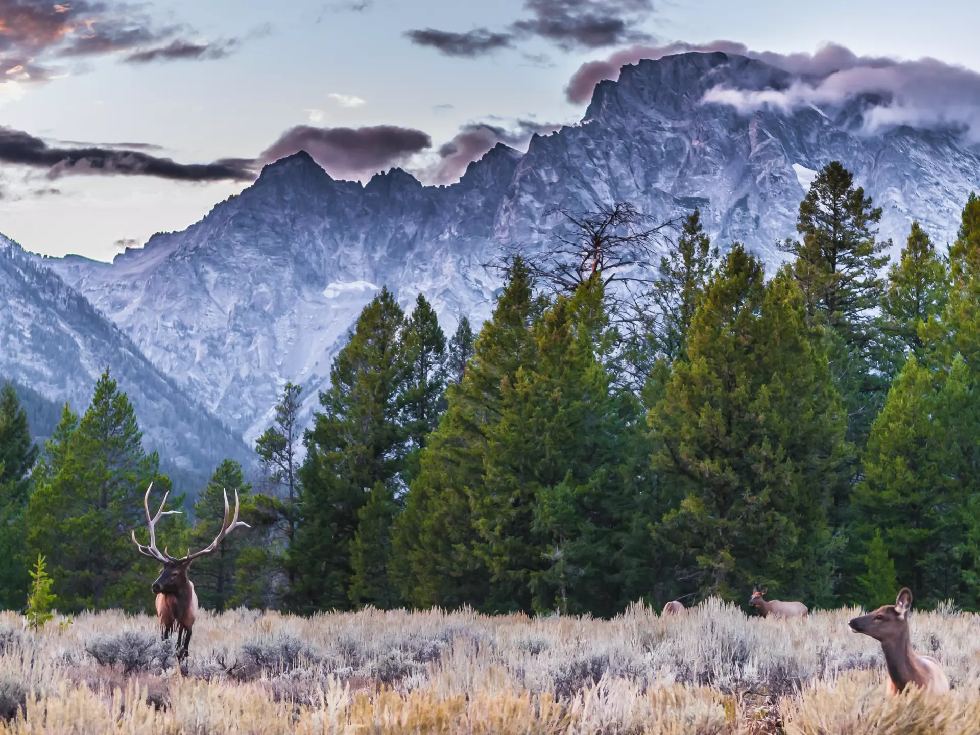 A herd of elk in a meadow below a snowy mountain peak