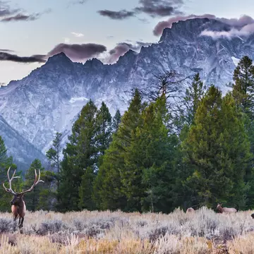 A herd of elk in a meadow below a snowy mountain peak