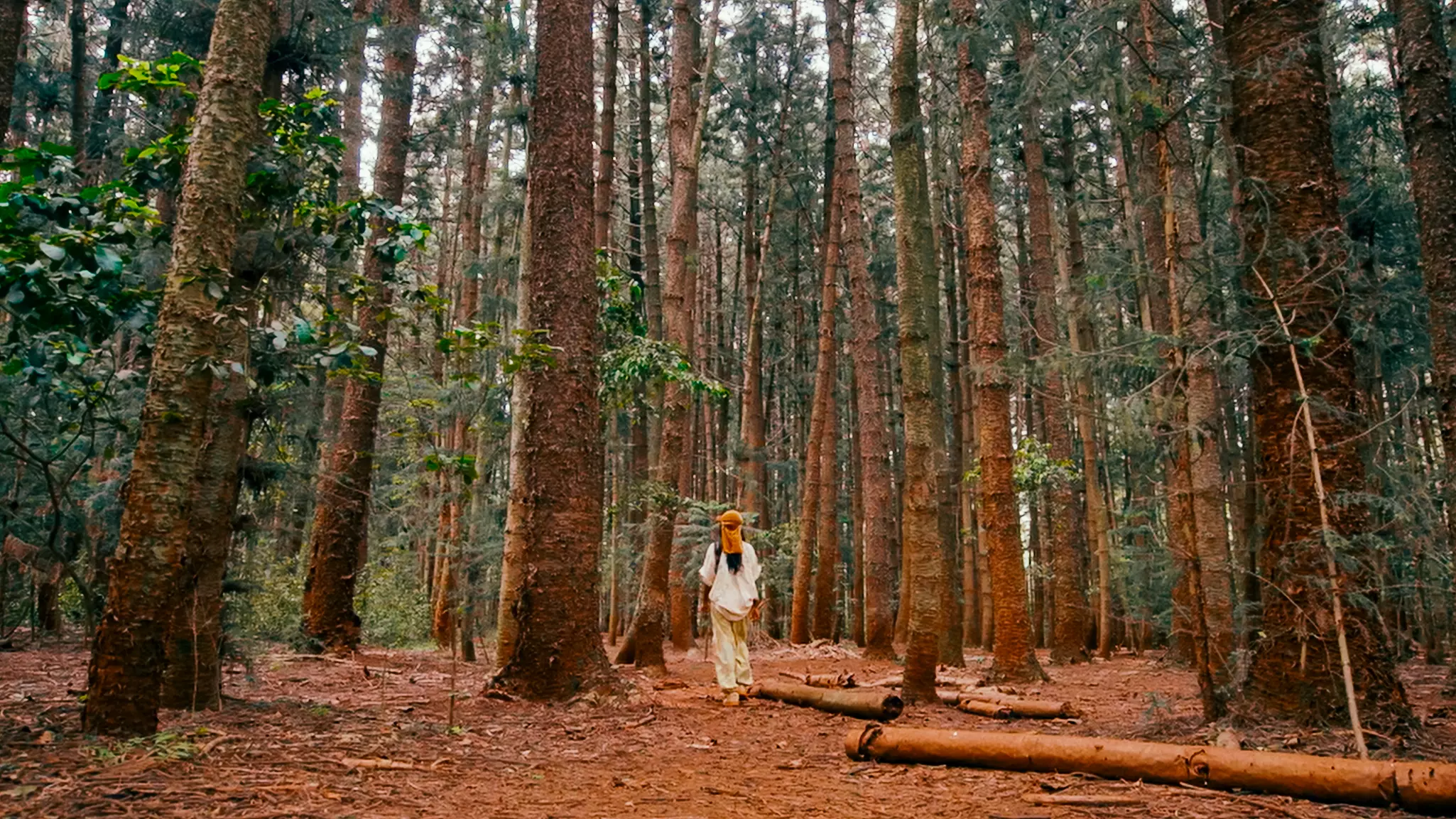 A woman is pictured from behind in a grove of tall trees in a forest.