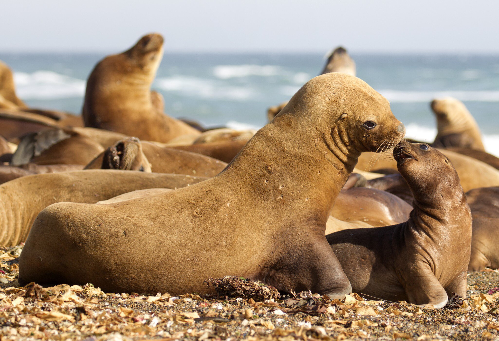 View of Southern Sea Lions on the beach at Reserva Faunística Península Valdés in Argentina.
