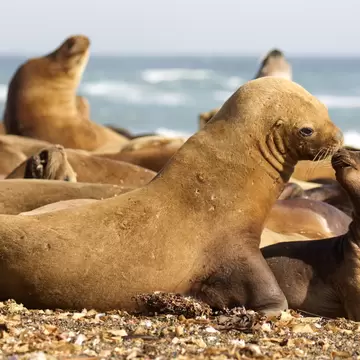 View of Southern Sea Lions on the beach at Reserva Faunística Península Valdés in Argentina.