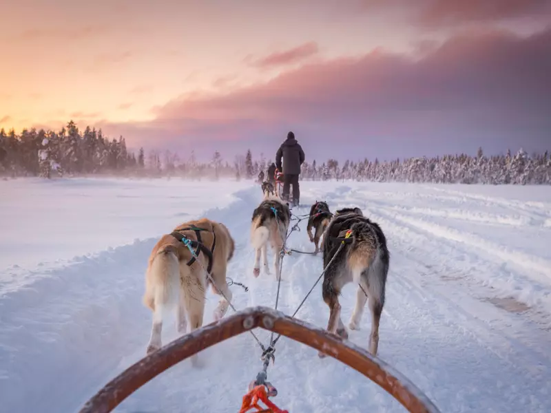 Dogs strapped to a sled run through white snow towards a pink horizon